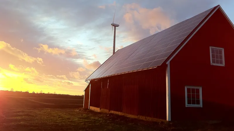 Röd ladugård med solcellspaneler över hela takfallet i kvällssol, med ett vindkraftverk i bakgrunden